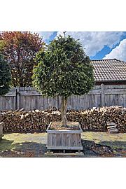 Taxus baccata Dovastoniana V lesenem koritu 120x120 cm; Na steblu 120cm; 250-300 cm Dežnik