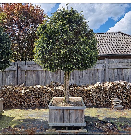 Taxus baccata Dovastoniana V lesenem koritu 120x120 cm; Na steblu 120cm; 250-300 cm Dežnik