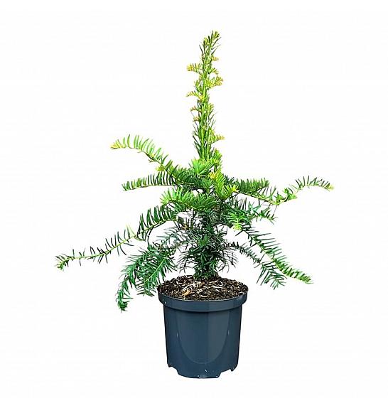 Taxus baccata Dovastoniana C2.5 Lit. 25-30 cm