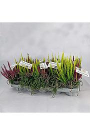 Calluna Beauty Ženski kozmetički aparat Belle Ø 10.5