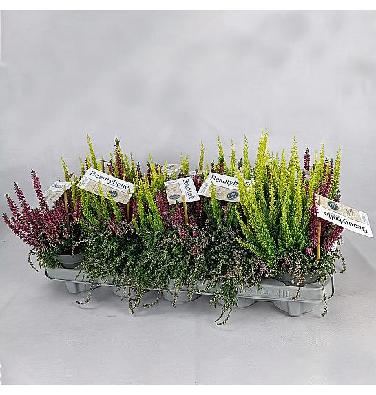 Calluna Beauty Ženski kozmetički aparat Belle Ø 10.5