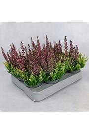 Calluna Beauty Ladies Colour Crown Ø6