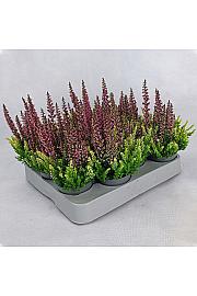 Calluna Beauty Ženska krunica u boji Ø 6