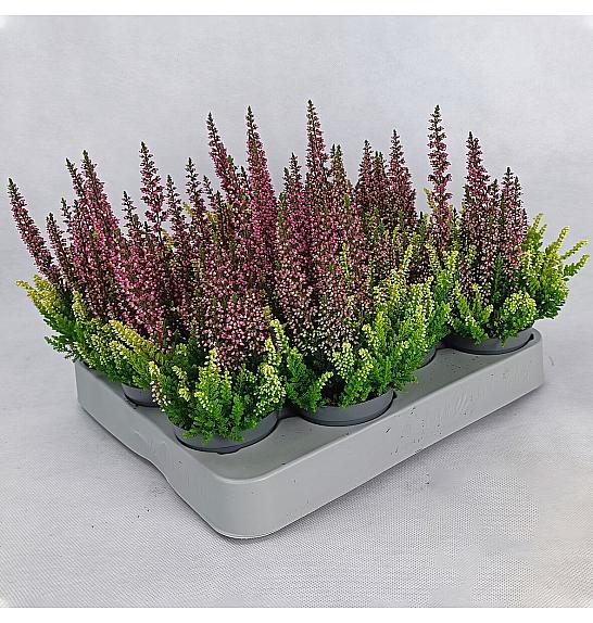 Calluna Beauty Ženska krunica u boji Ø 6