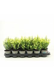 Taxus baccata David Ø9