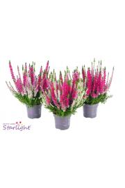Calluna Beauty Ladies Starlight Ø9,5 Trio
