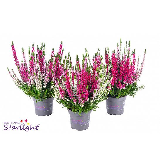 Calluna Beauty Ladies Starlight Ø9,5 Trio