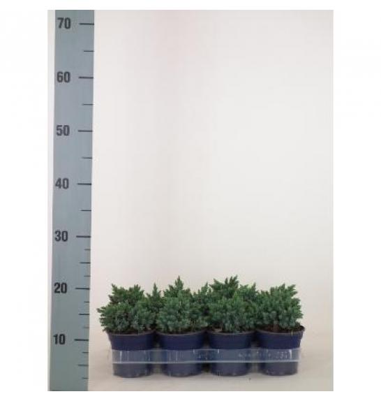 Juniperus squamata Blue Star Ø11 10-15 cm