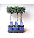 Chamaecyparis lawsoniana Columnaris Ø15 Na steblu 30 cm