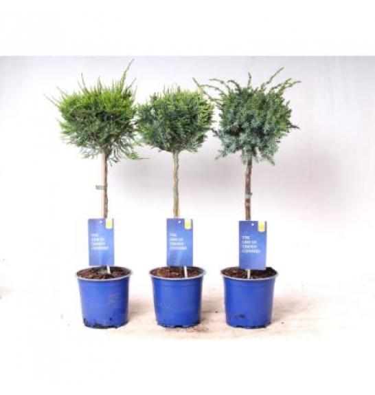 Iglavci Ekskluzivni Mix Ø15 Na steblu 30 cm