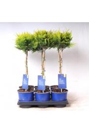 Chamaecyparis lawsoniana Stardust Ø15 Na steblu 30 cm