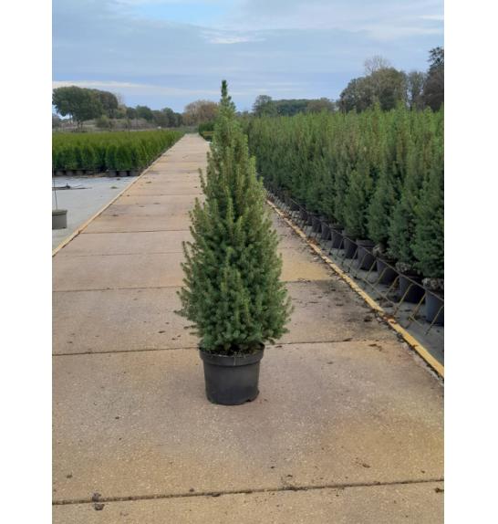 Picea glauca Perfecta C7,5 Lit. 100-110 cm