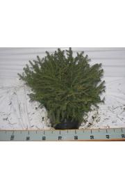 Picea abies Nidiformis C15 Lit. 50-60 cm
