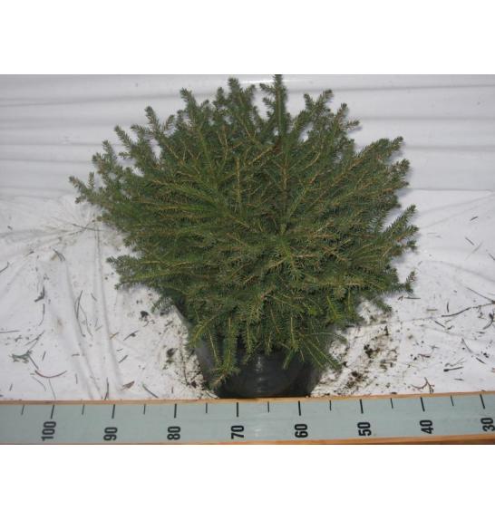 Picea abies Nidiformis C15 Lit. 50-60 cm