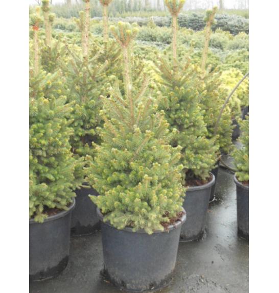 Picea abies Will´s Zwerg C20 Lit. 140-160 cm