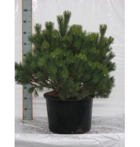 Pinus mugo Mughus C50 Lit. 100-120 cm