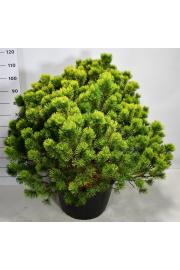 Pinus mugo Ophir C40 Lit. 80-100 cm