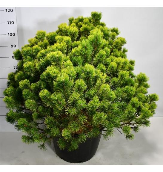 Pinus mugo Ophir C40 Lit. 80-100 cm