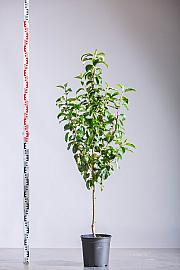 Malus domestica Altländer Pfannkuchen C10 Lit. 125-150 cm