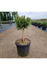 Pinus nigra Lemon Pearl® C6 Lit. Na steblu 20 cm