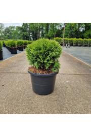 Thuja occidentalis Danica C12 Lit. 30-40 cm