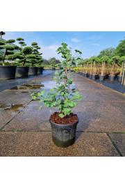 Ginkgo biloba Little Emperor C6 Lit. 40-50 cm