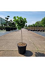 Ginkgo biloba Mariken C6 Lit. Na stabljici 40 cm