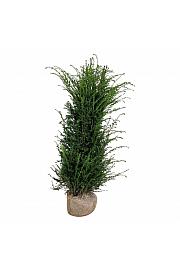 Taxus baccata bala 160-180 cm ekstra