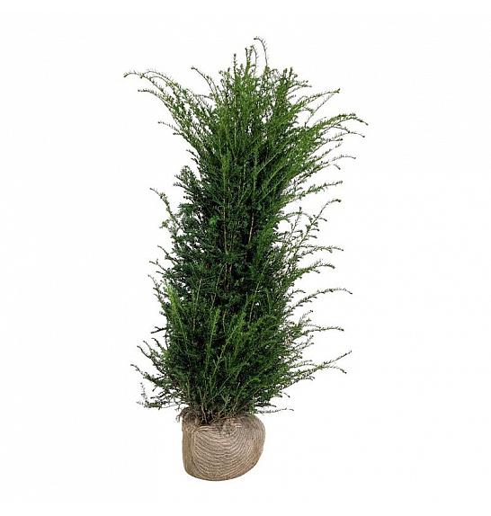 Taxus baccata bala 160-180 cm ekstra