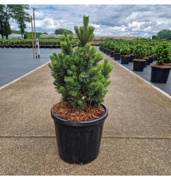 Pinus mugo Picobello C11 Lit. 30-35 cm