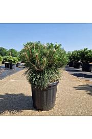 Pinus nigra Brepo® C18 Lit. Krogla 30-40 cm