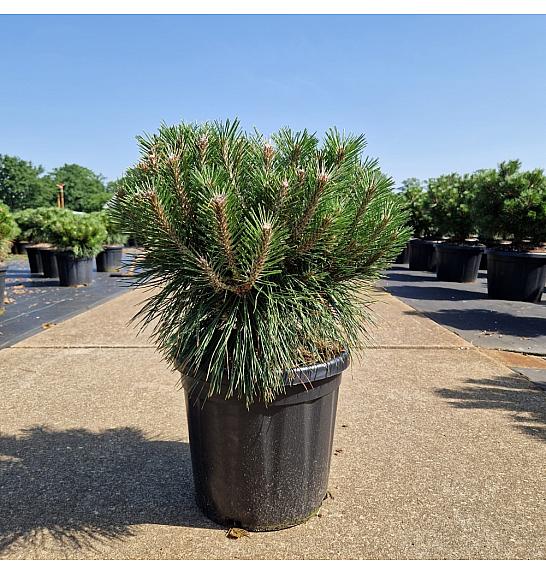 Pinus nigra Brepo® C18 Lit. Krogla 30-40 cm