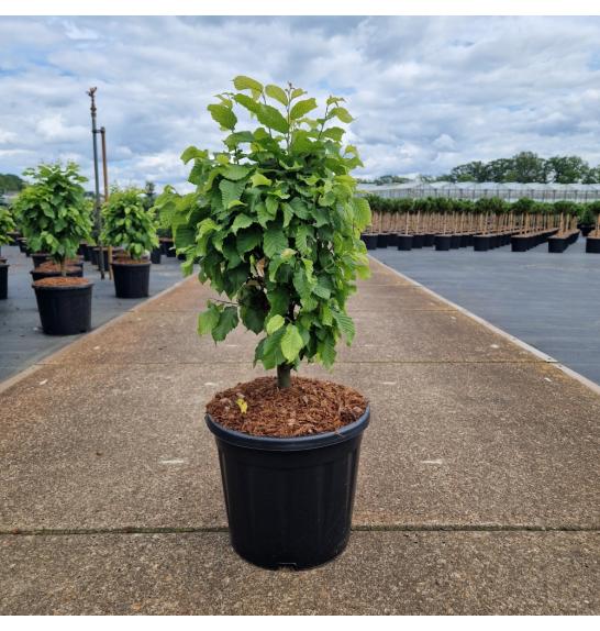 Carpinus betulus Monumentalis C15 Lit. 50/+ cm