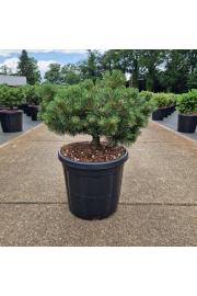 Pinus uncinata Heideperle C18 Lit. 40/+ cm