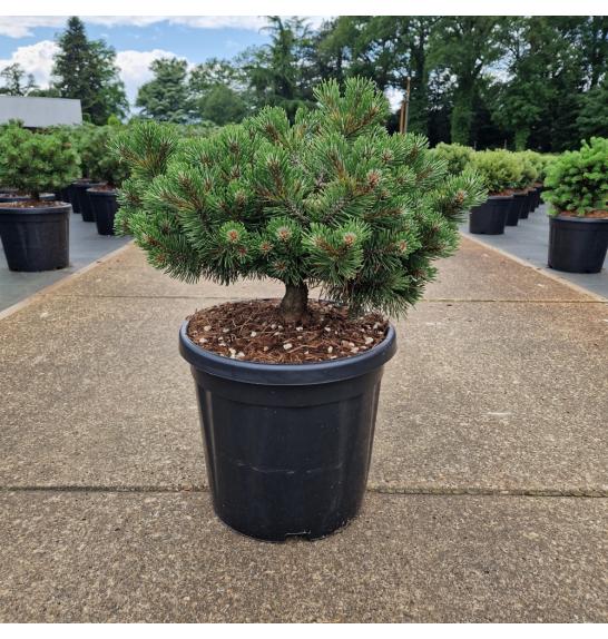 Pinus uncinata Heideperle C18 Lit. 40/+ cm