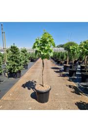 Vitis Phönix C25 Lit. Na steblu 70 cm