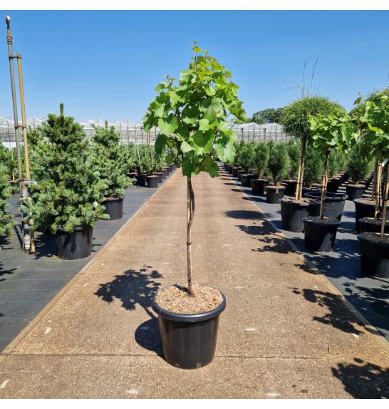 Vitis Phönix C25 Lit. Na steblu 70 cm