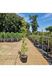 Ginkgo biloba Saratoga C35 Lit. 150-175 cm