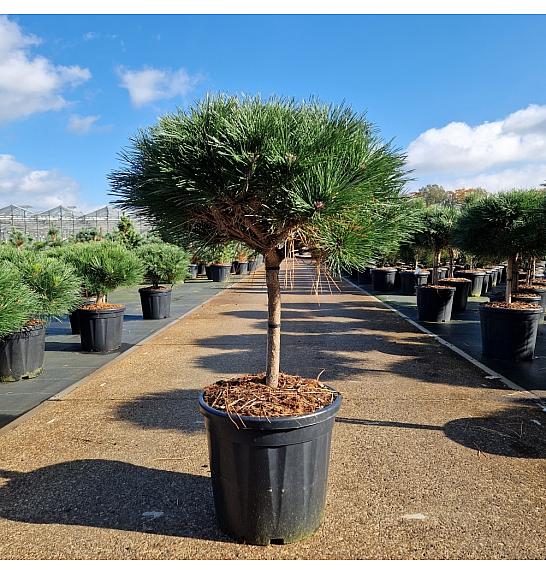 Pinus nigra Brepo® C20 Lit. Na steblu 30 cm Krošnja 40/+ cm