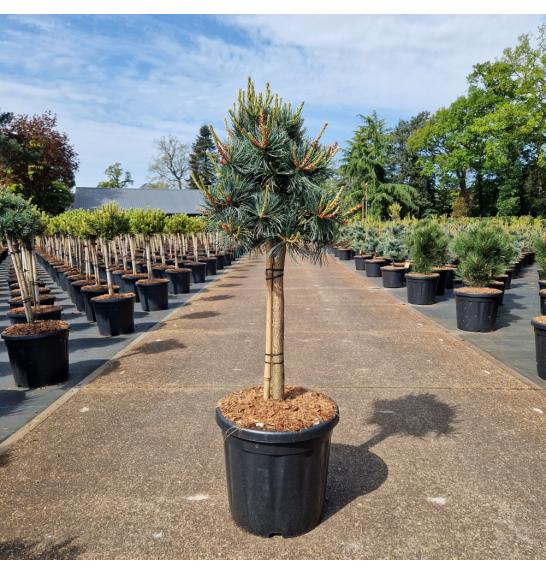 Pinus parviflora Negishi C18 Lit. Na steblu 40 cm Krošnja 30-35 cm