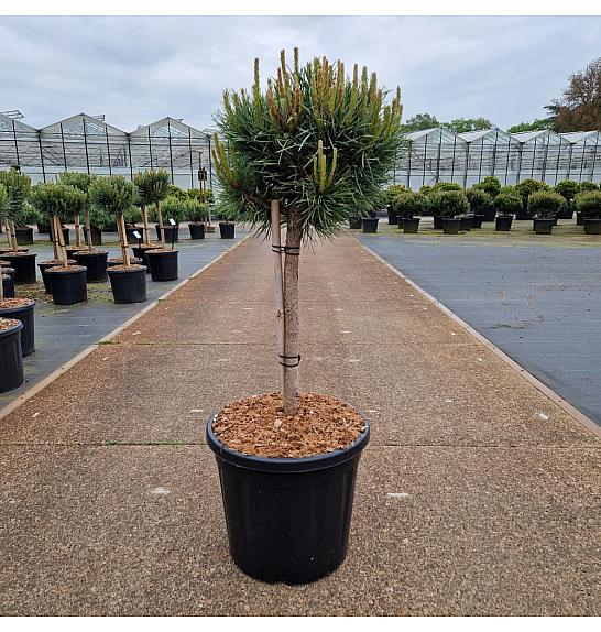 Pinus sylvestris Watereri C20 Lit. Na steblu 40 cm Krošnja 40-50 cm