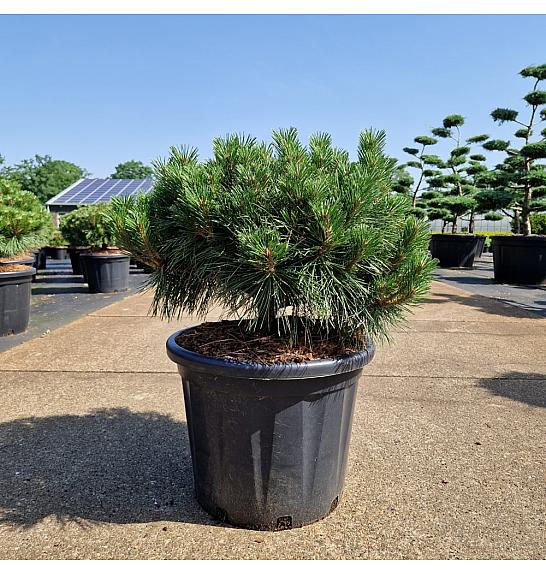 Pinus nigra Brepo® C35 Lit. Na steblu 10 cm Krošnja 50-60 cm