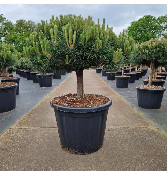 Pinus nigra Brepo® cutted C110 Lit. Na steblu 30 cm Krošnja 100-110 cm