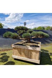 Pinus sylvestris Repens v lesenem koritu 100x100 cm 160-180 cm Bonsai