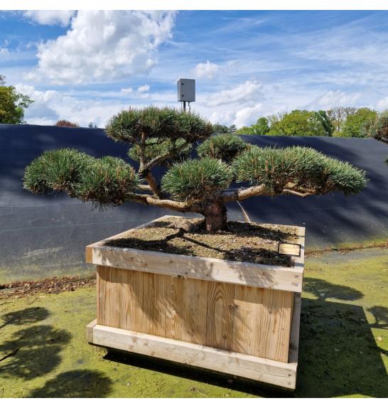 Pinus sylvestris Repens v lesenem koritu 100x100 cm 160-180 cm Bonsai