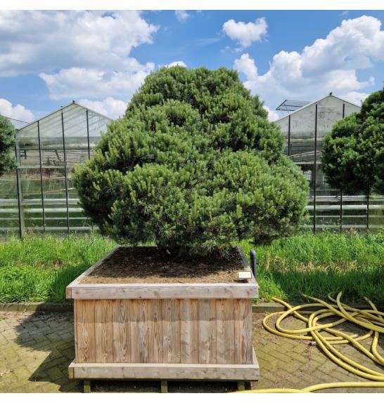 Pinus sylvestris Norsky v lesenem koritu 130x130 cm 250-300 cm Bonsai