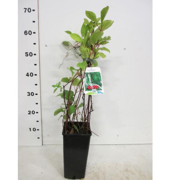 Schisandra chinensis C2 Lit. 40 cm