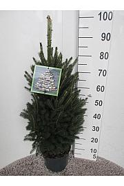 Picea lauca Super Green C5 Lit. 60-80 cm