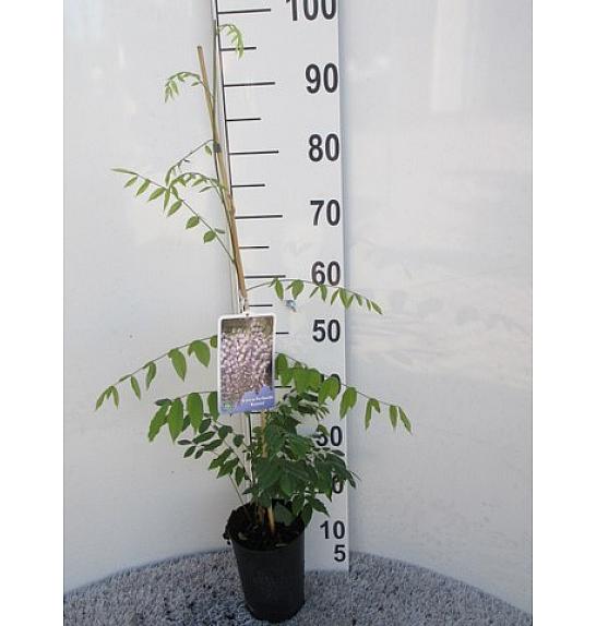 Wisteria floribunda Domino C2 Lit. 80 cm