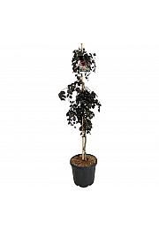 Fagus sylatica Purple Fountain C5 Lit. 50-60 cm